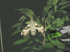 Прозерпина 002